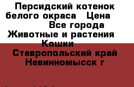 Персидский котенок белого окраса › Цена ­ 35 000 - Все города Животные и растения » Кошки   . Ставропольский край,Невинномысск г.